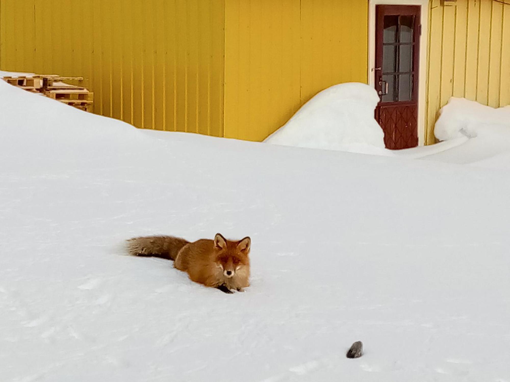 Kongsfjord Holiday Home Eksteriør bilde